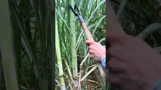 This is the best technique for defoliation of sugarcane farming rural shortssatisfying farming [upl. by Lara277]