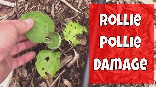 How We Protect Young Seedlings From Rollie Pollie Damage AKA Pillbugs [upl. by Eniamzaj]