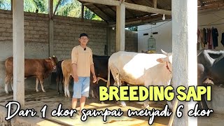 Breeding sapi dari modal 1 sapi indukan sampai menjadi 6 ekor [upl. by Philipson]