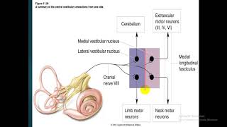 Vestibular system  dr Atef  Vestibular Nucleus فسيولوجي [upl. by Creigh]