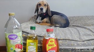 5 Best Home Remedies for Mange in Dogs AllNatural Treatments [upl. by Savvas321]