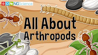 All About Arthropods [upl. by Eirrek]