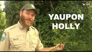 Yaupon Holly Nature at Florida Caverns [upl. by Mazonson]