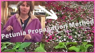 How to Propagate Petunia Propagation Cuttings From Seed  Petunia Cuttings [upl. by Ruffina676]