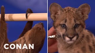 Animal Expert David Mizejewski Sloth amp Cougar Kitten  CONAN on TBS [upl. by Euqinomod]