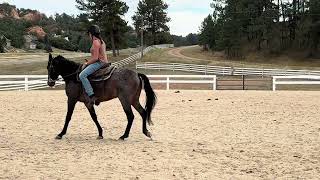 McCurdy Bred Gelding Finn [upl. by Elamor]