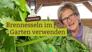 Wertvolle Helferpflanze Brennesseln im Garten verwenden  Dünger Wärmespender und Pflanzenschutz [upl. by Snilloc]