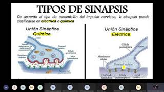 SINAPSIS ELÉCTRICA Y QUÍMICA PSICOBIOLOGÍA [upl. by Ebeneser939]