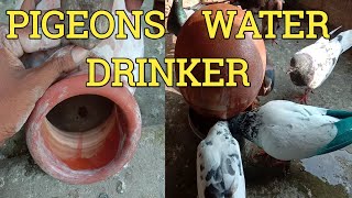 How to make a drinker to drink pigeon water [upl. by Filipe414]