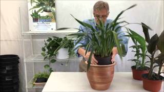 Growing Cymbidiums  How to Setup for Outdoor Growing with Hydroponics [upl. by Eillo]