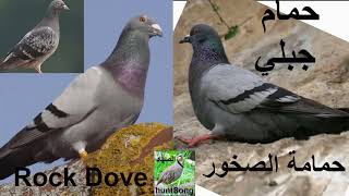 صوت حمام جبلي حمام الصخور song call rock dove [upl. by Ginsburg]