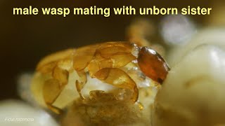 Incestuous fig wasps death in paradise HD [upl. by Nazus]