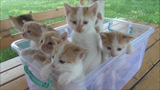 Kittens meowing too much cuteness  All talking at the same time [upl. by Fesoj271]