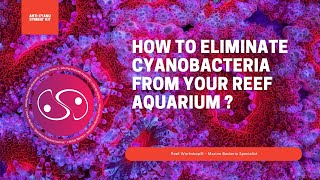 How to Eliminate Cyanobacteria from your Reef Aquarium  Reef Workshop® [upl. by Mcgruter]