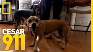 Why Little Dogs Are So Yappy  Cesar 911 [upl. by Anila586]