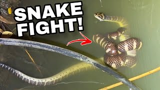 Venomous Snakes FIGHT THAILAND [upl. by Dilan]