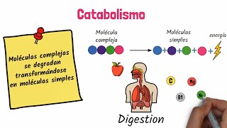 Anabolismo y Catabolismo [upl. by Mason303]