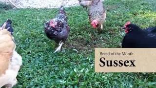 Sussex Chicken October Breed of the Month [upl. by Hough531]