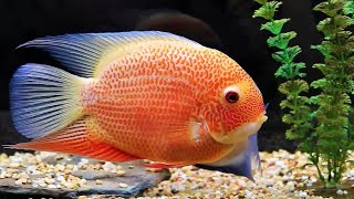 Severum cichlid fish tank setup and tank mates [upl. by Eissalc]