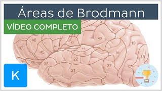 Áreas de Brodmann vídeo completo  Anatomia Humana  Kenhub [upl. by Barbabas]