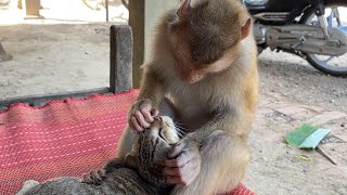 Little Zueii Monkey Check Cat Tooth Cluster While She Grooming It [upl. by Ahsenik]