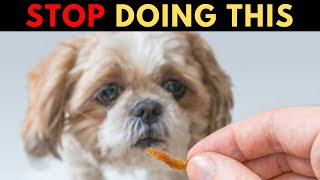 20 Things Shih Tzu Hate That Humans Do [upl. by Layla132]