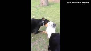 Man captures local dog attack on film [upl. by Kurtis445]