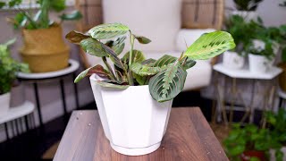 Prayer Plant Maranta Leuconeura Care And Growing Guide  Plant Mom Care [upl. by Matty]