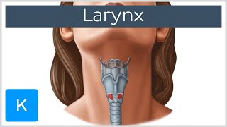 Larynx  Membranes ligaments and muscles  Human Anatomy  Kenhub [upl. by Merri]