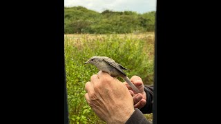 Barred Warbler Landguard Suffolk 22924 [upl. by Hanforrd16]