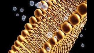 Lipid Peroxidation LPO [upl. by Lletnohs702]