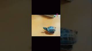 Speedy Turtle on a Tiny Skateboard Outsprints Cats 🐈😂 🐢🛹 [upl. by Okika272]