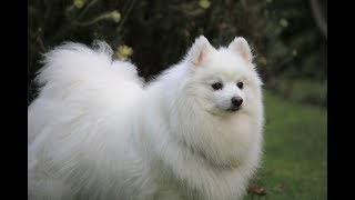 Just A Cute Little Fluffy White Dog [upl. by Ennayoj662]