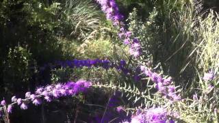 Butterflies on Liatris aspera [upl. by Dianne830]