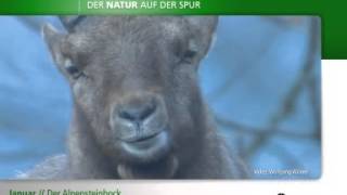 Der Alpensteinbock [upl. by Ylsel]