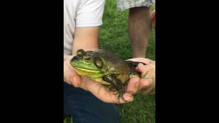 Screaming bull frog [upl. by Guthrey639]