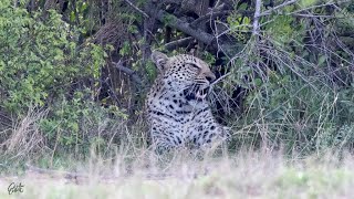 Cheetah chases Leopard [upl. by Burman]