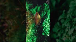 Tiger  The Gold Gourami [upl. by Sunderland]