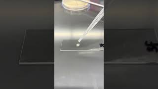 3F Catalase Test [upl. by Annadroj]