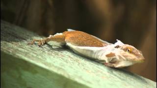 Molting Shedding Skin Carolina Anole or Green Anole Anolis carolinensis [upl. by Anerul]