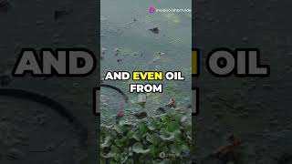 Water Pollutants water pollutants waste short newvideo [upl. by Okomot780]