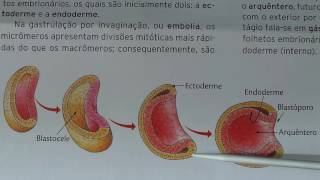 Desenvolvimento embrionário  segmentação gastrulação e organogênese [upl. by Terrill82]