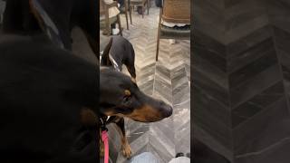 Doberman’ı kandırdım 😱😂 dog doberman [upl. by Alesram]