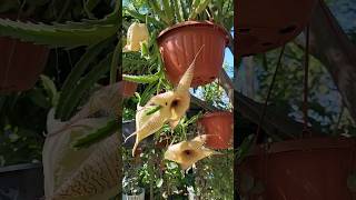 stapelia plantasyflores tips shorts [upl. by Acnaib814]