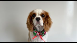 Cavalier King Charles Spaniel Full groom  Dog Grooming [upl. by Whitcher]