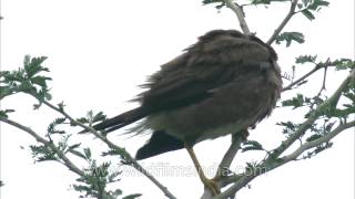 The common Sparrow cleans itself Sonkhaliya [upl. by Brigg905]