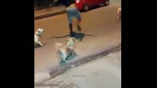 Harmane  Patlamaya Devam Meme  Dogs vs Man fight [upl. by Ahsiel]