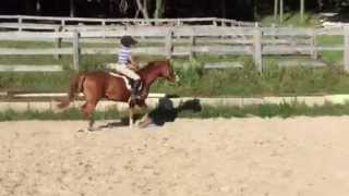 Medium Hunter Pony For Sale  Beaverwoods Monarch  5198337169 [upl. by Justino]