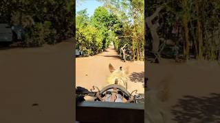 Horse Carriage Ride carriagetour horseriding fun [upl. by Plafker]