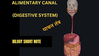 Digestive system Alimentary canal in 3D How food digest Stage of food processing [upl. by Nodanrb]